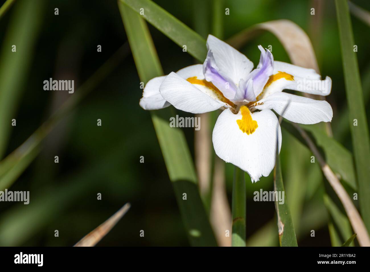 Dietes grandiflora (common names are large wild iris, fairy iris) native South Africa common in gardens around the world. Photographed in Israel in Fe Stock Photo