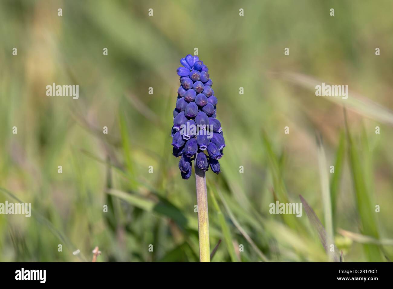 Grape Hyacinth (Muscari neglectum) Lakenheath Suffolk UK GB April 2023 Stock Photo