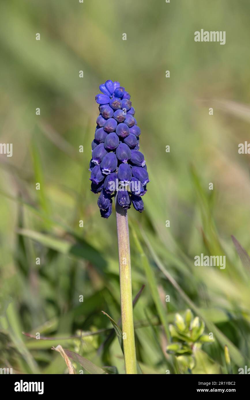 Grape Hyacinth (Muscari neglectum) Lakenheath Suffolk UK GB April 2023 Stock Photo