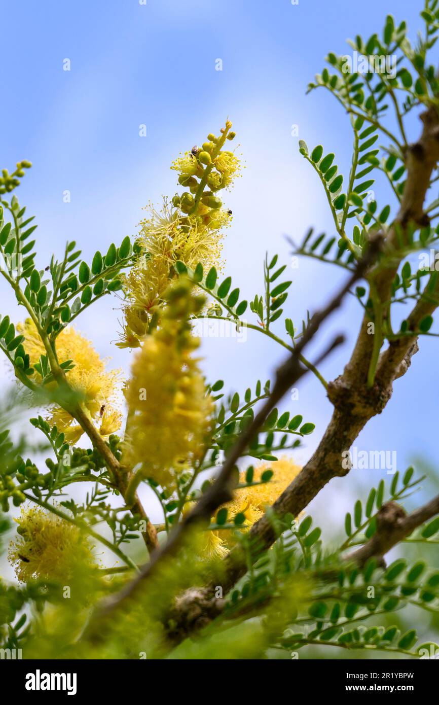 Faidherbia albida formerly Acacia albida. close up of the yellow flower ...