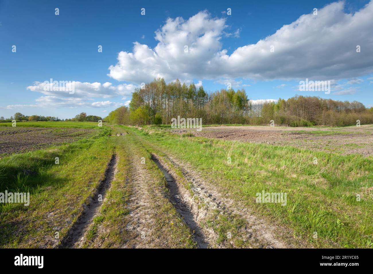 Dirt road through the fields towards the forest, Zarzecze, Poland Stock Photo