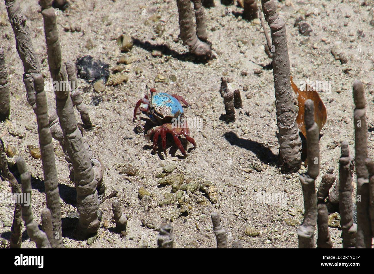 Fiddler crab (Uca tetragonon) without fully grown claws Photographed in a Mangrove swamp, Seychelles Curieuse Island in April Stock Photo