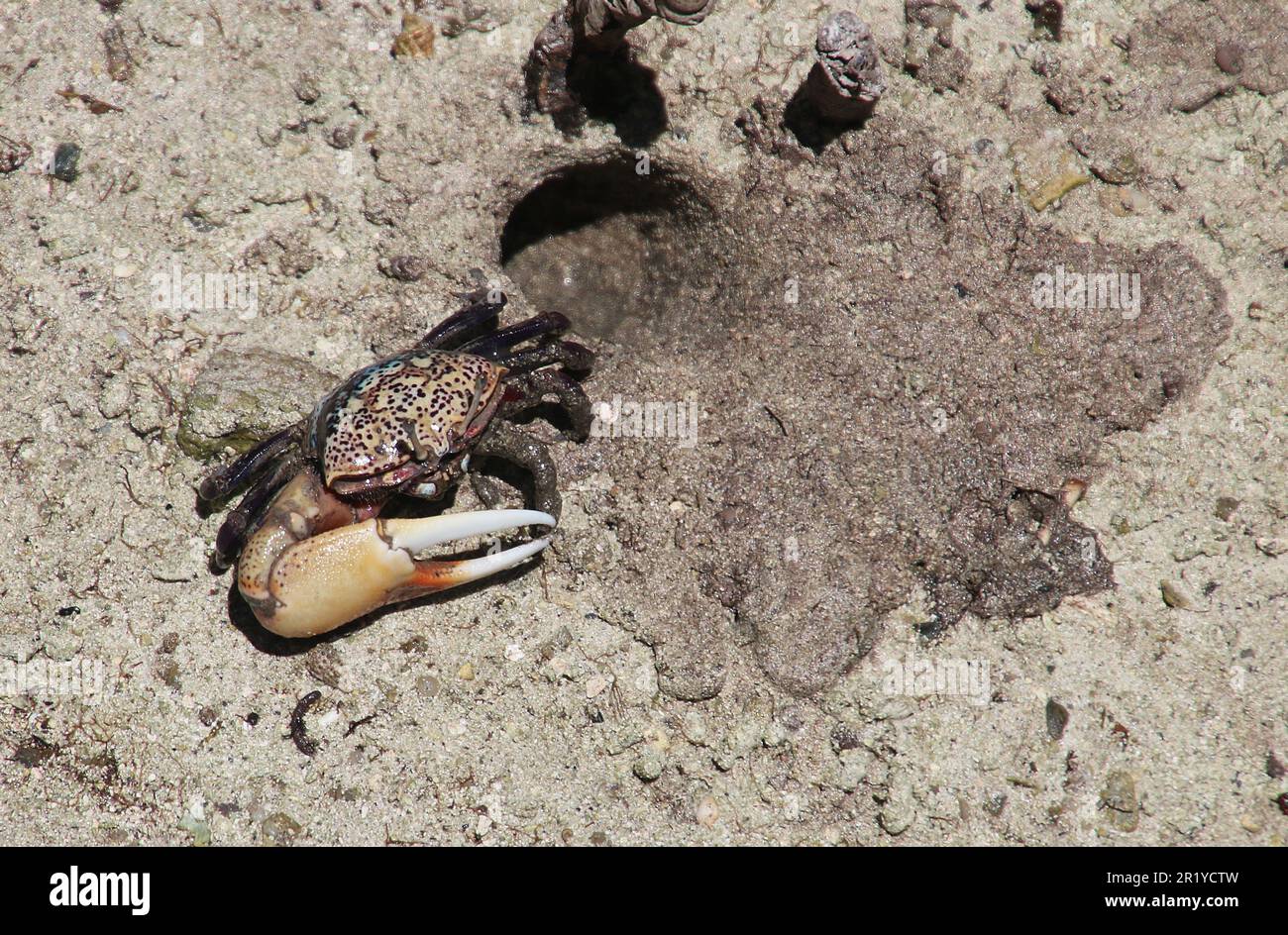 Fiddler crab (Uca tetragonon) male Photographed in a Mangrove swamp, Seychelles Curieuse Island in April Stock Photo