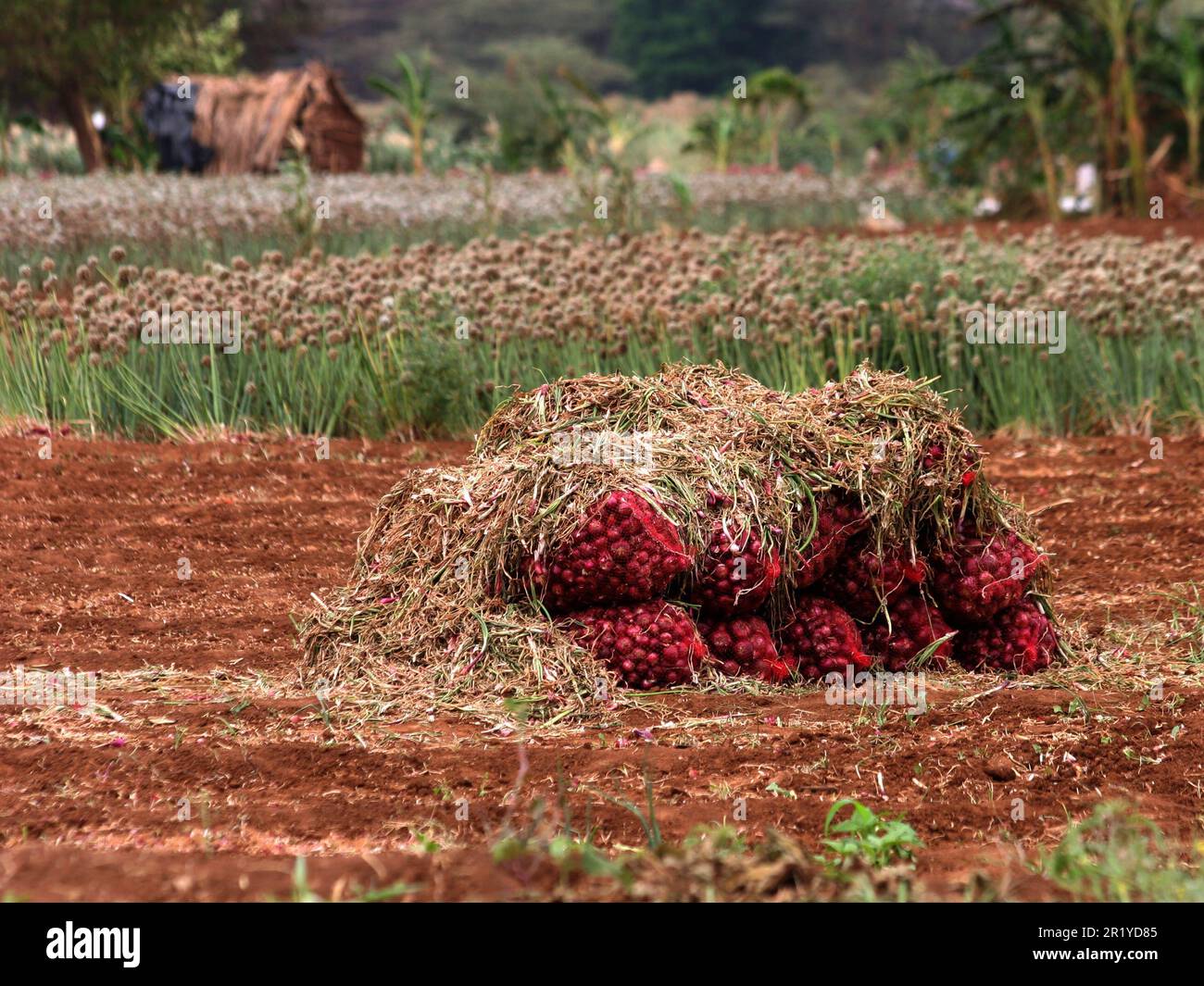 Community Onion Farming Lake Eyasi, Tanzania Stock Photo Alamy