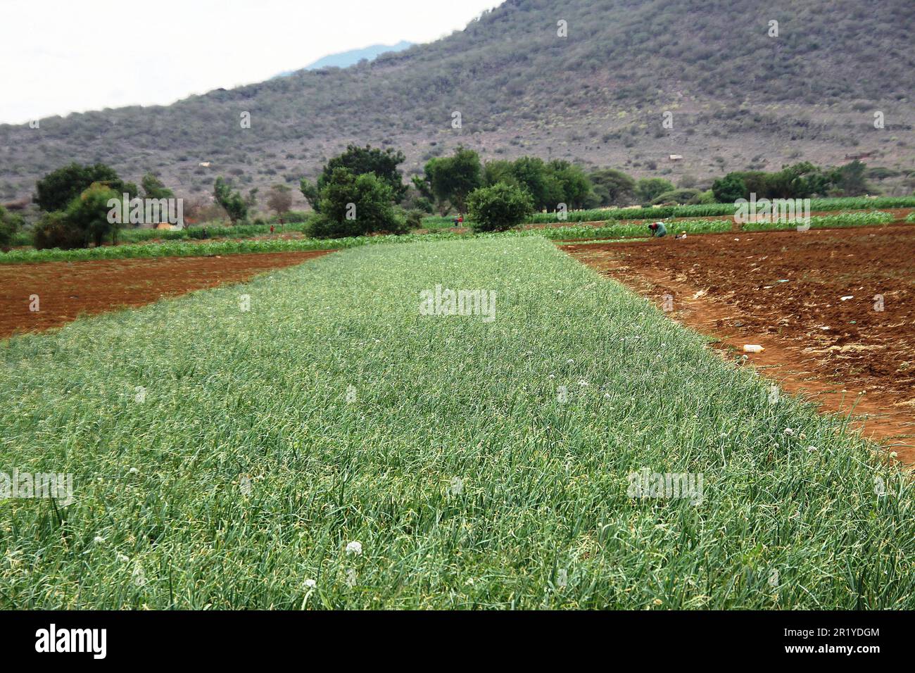Community Onion Farming Lake Eyasi, Tanzania Stock Photo Alamy