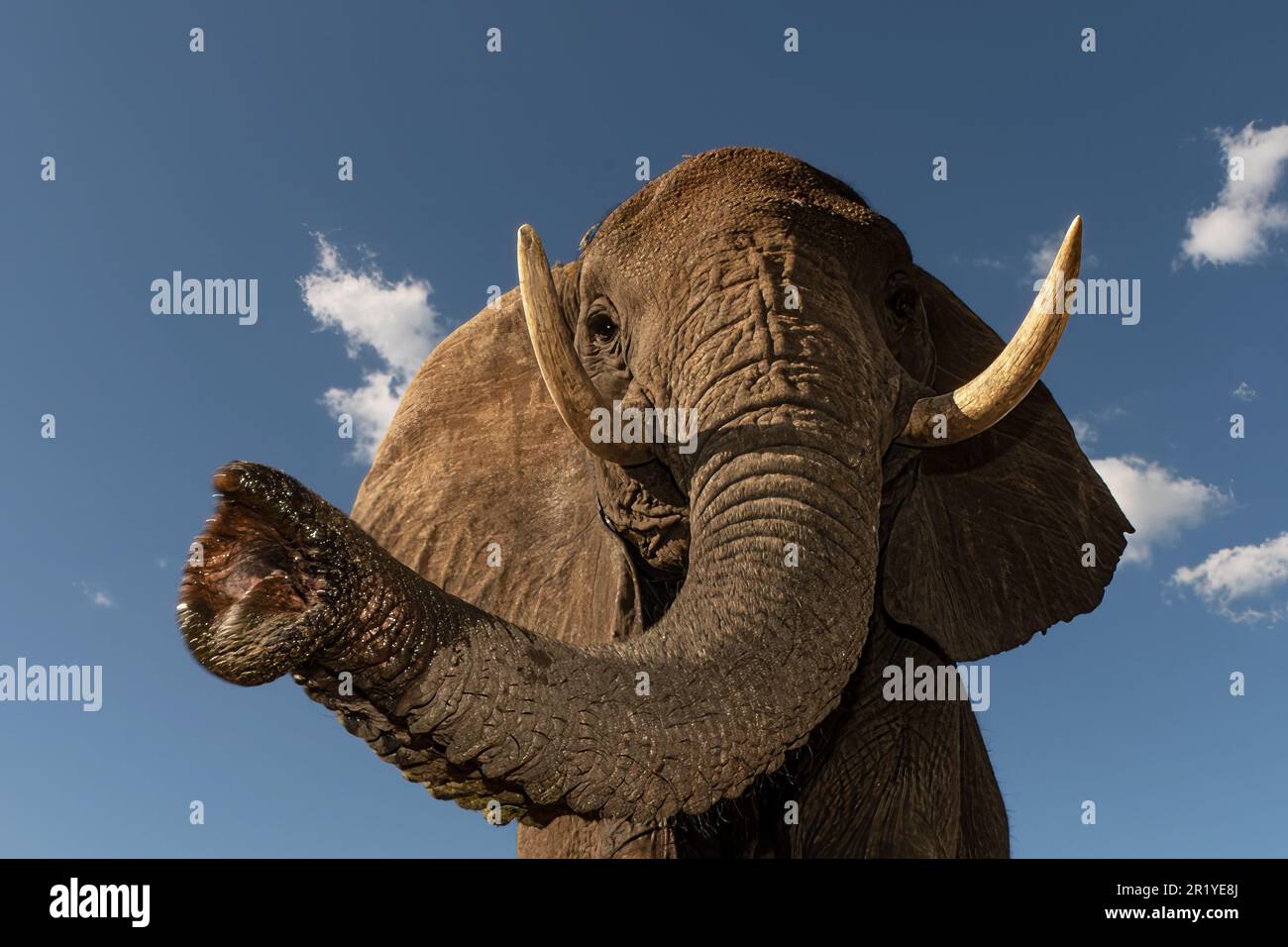 An elephant sways his trunk to within inches of Geralds face MADIKWE GAME RESERVE, SOUTH AFRICA