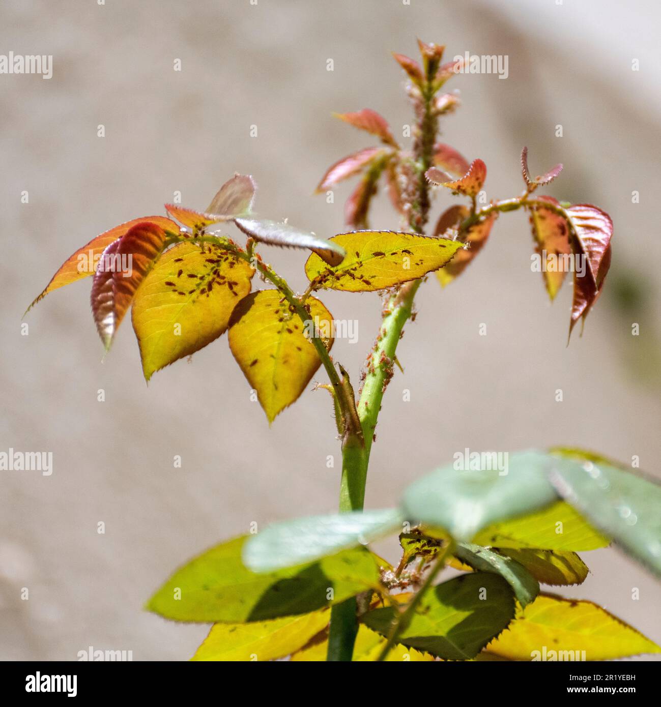 A cluster of Rose aphids (Macrosiphon rosae) on a rose stem. Known as