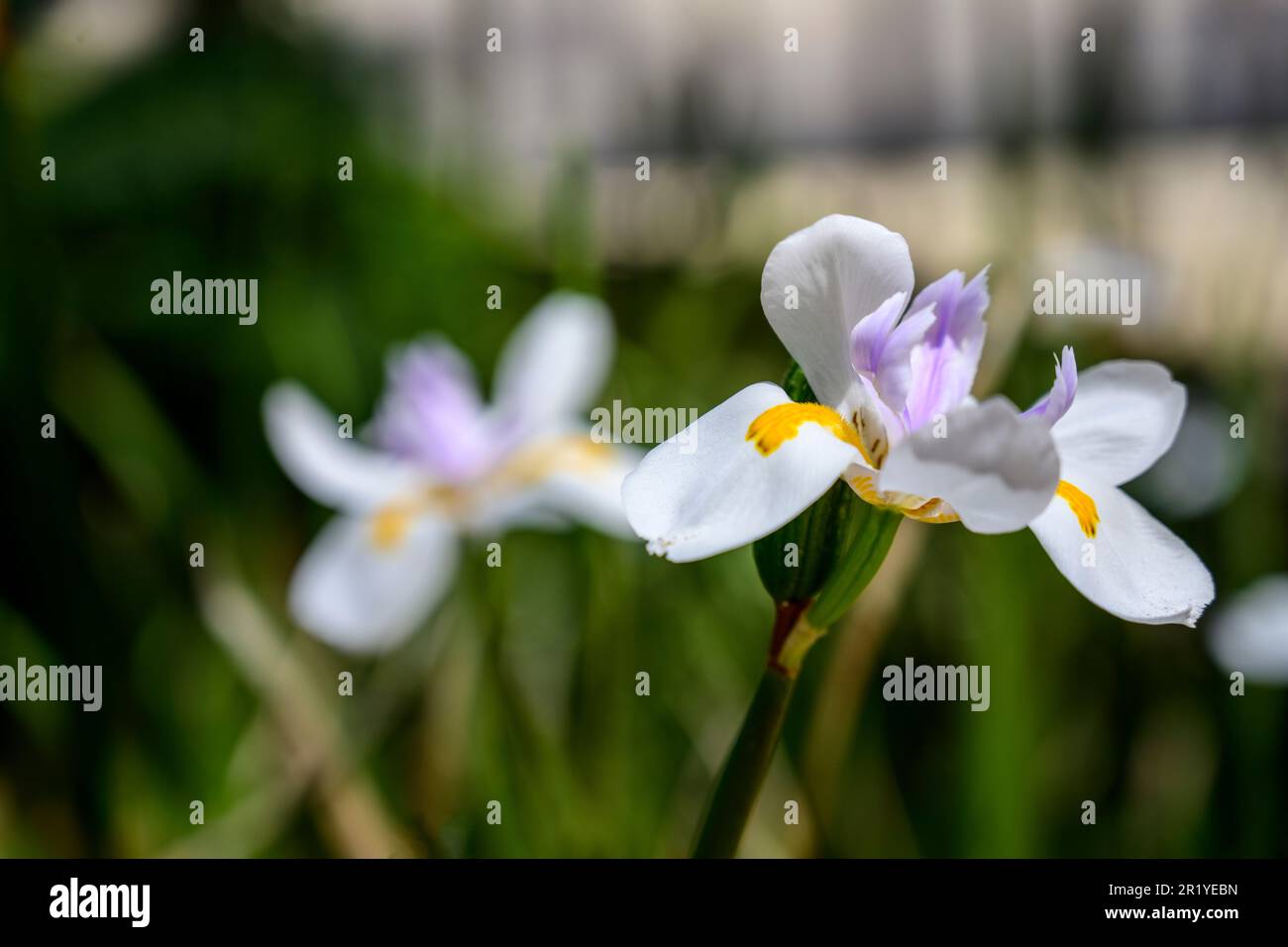 Dietes grandiflora names are large wild iris, fairy iris