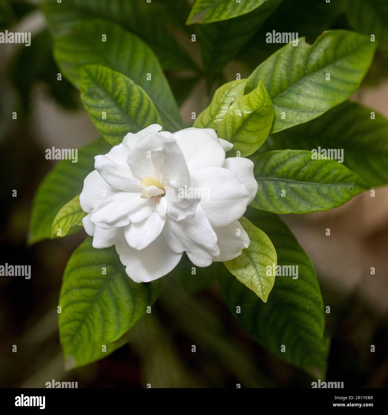 White flower of the Gardenia or Cape Jasmine plant (Gardenia jasminoides). An evergreen flowering plant of the coffee family Rubiaceae. It originated Stock Photo
