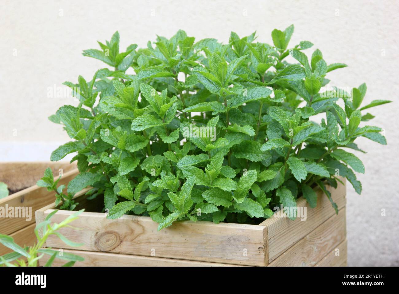 Moroccan Mint growing Stock Photo Alamy