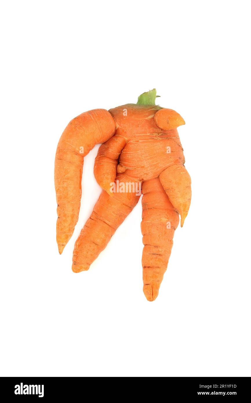 Forked and twisted deformed ugly carrot vegetable on white background. Caused by over watering, rich soil, small rocks earth or pythium fungus. Stock Photo