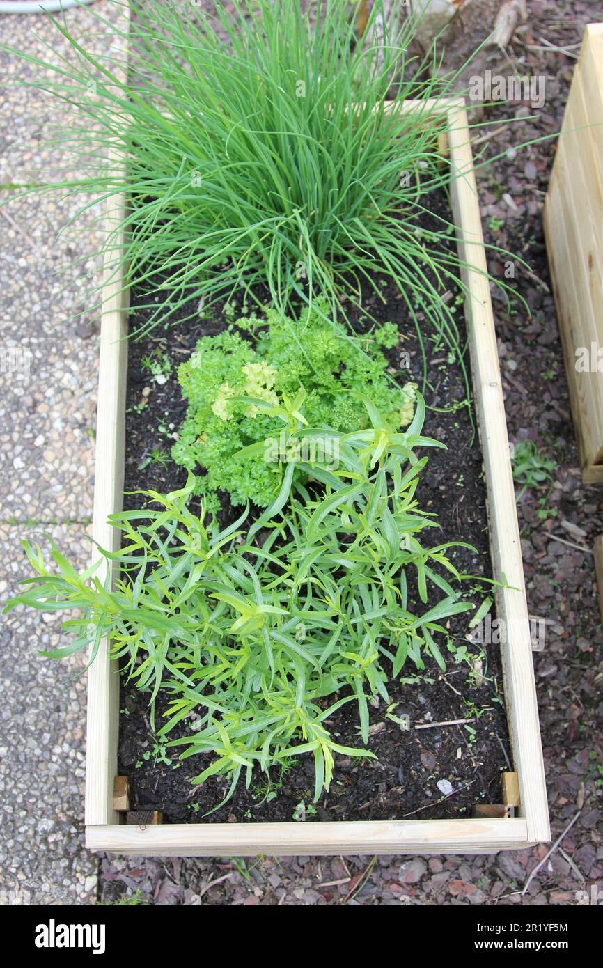 Pine herb box hi-res stock photography and images - Alamy
