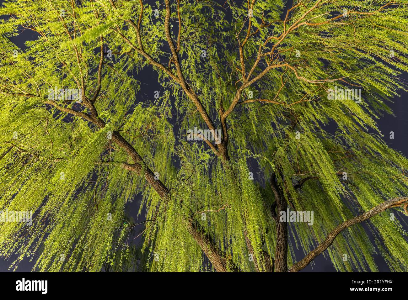 Serene backdrop of willow branches hi-res stock photography and images ...