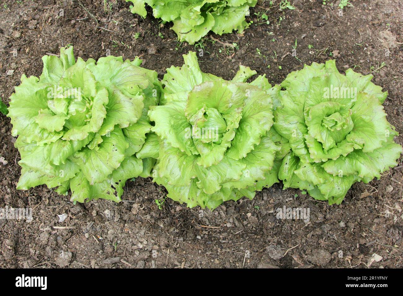 Batavia Lettuce growing in a polytunnel Stock Photo Alamy