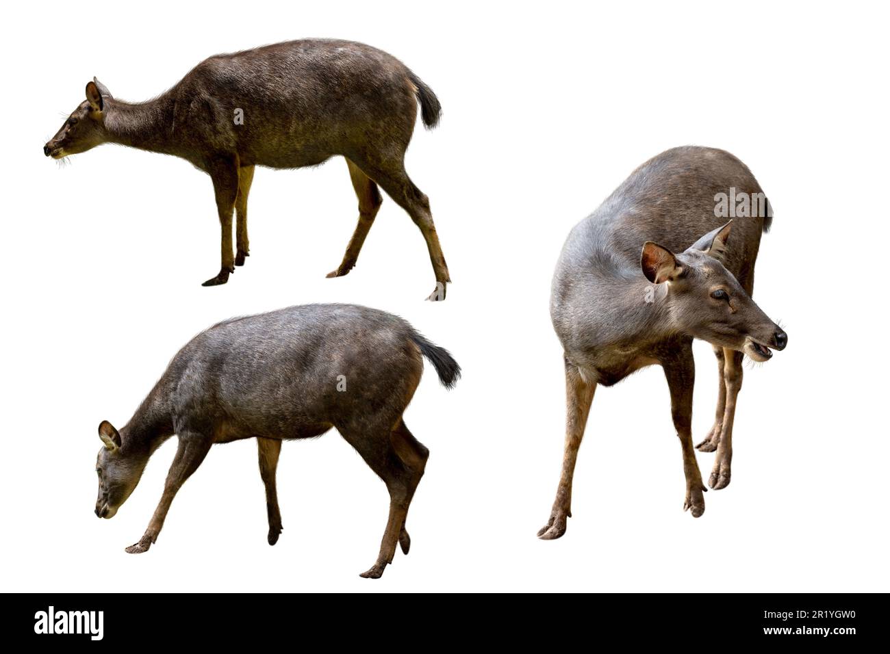 Indonesian deer isolated over white background Stock Photo - Alamy