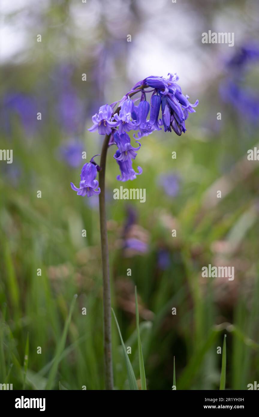 Bluebells in Hillhouse woods, West Bergholt, Essex. Blue, purple flowers. Spring. Stock Photo