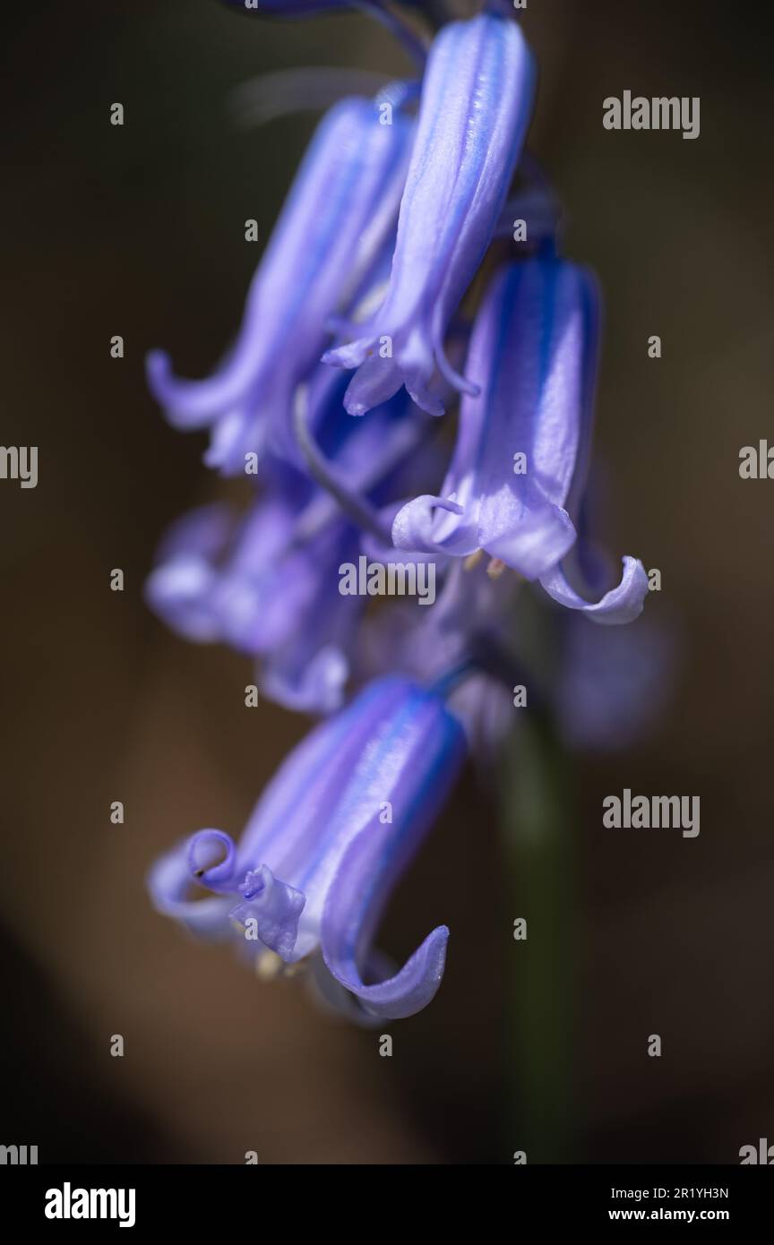 Bluebells in Hillhouse woods, West Bergholt, Essex. Blue, purple flowers. Spring. Stock Photo