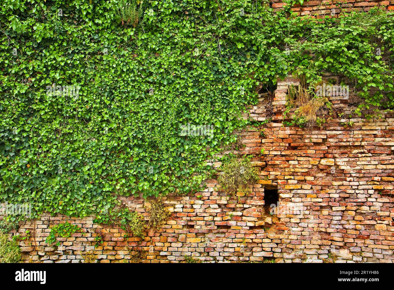 Old damaged brick and stone wall covered in ivy image with copy space Stock Photo Alamy