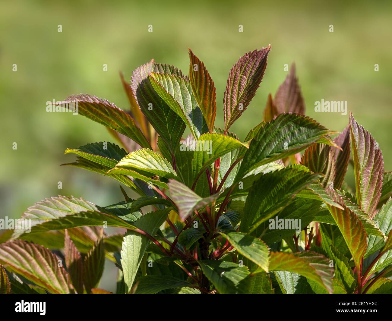 Closeup of bronze flushed new growth leaves of Viburnum farreri 'Nanum' in a garden in Spring