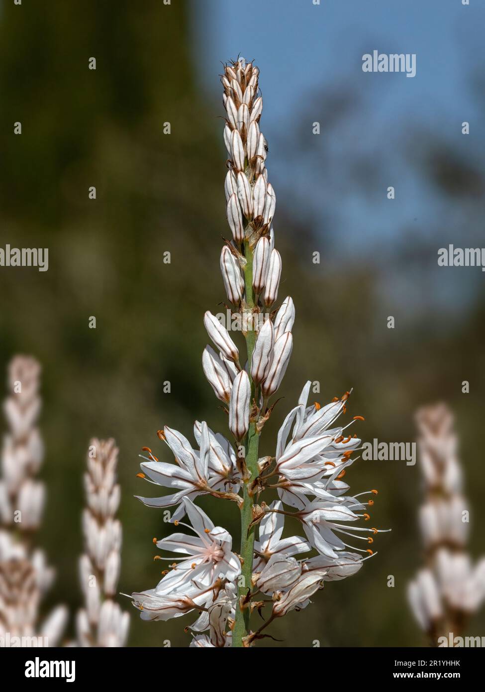 Closeup of flowers of Asphodelus albus in a garden in Spring Stock Photo