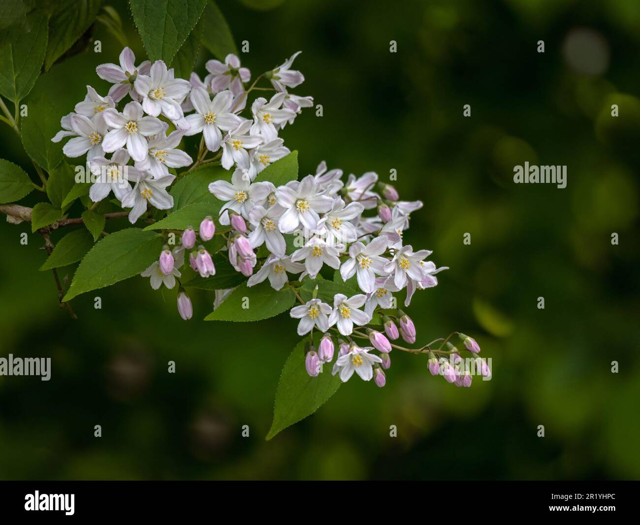 Closeup of flowers of Deutzia crenata 'Pride of Rochester' in a garden in Spring Stock Photo