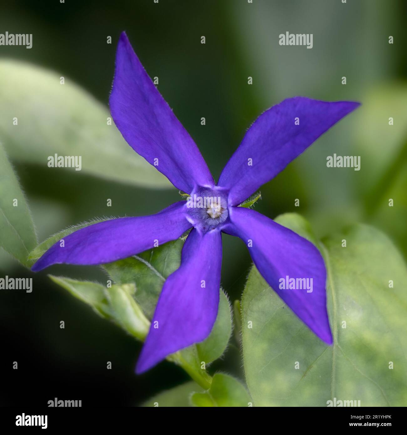 Closeup of a single flower of Vinca major var. oxyloba in a garden in Spring Stock Photo