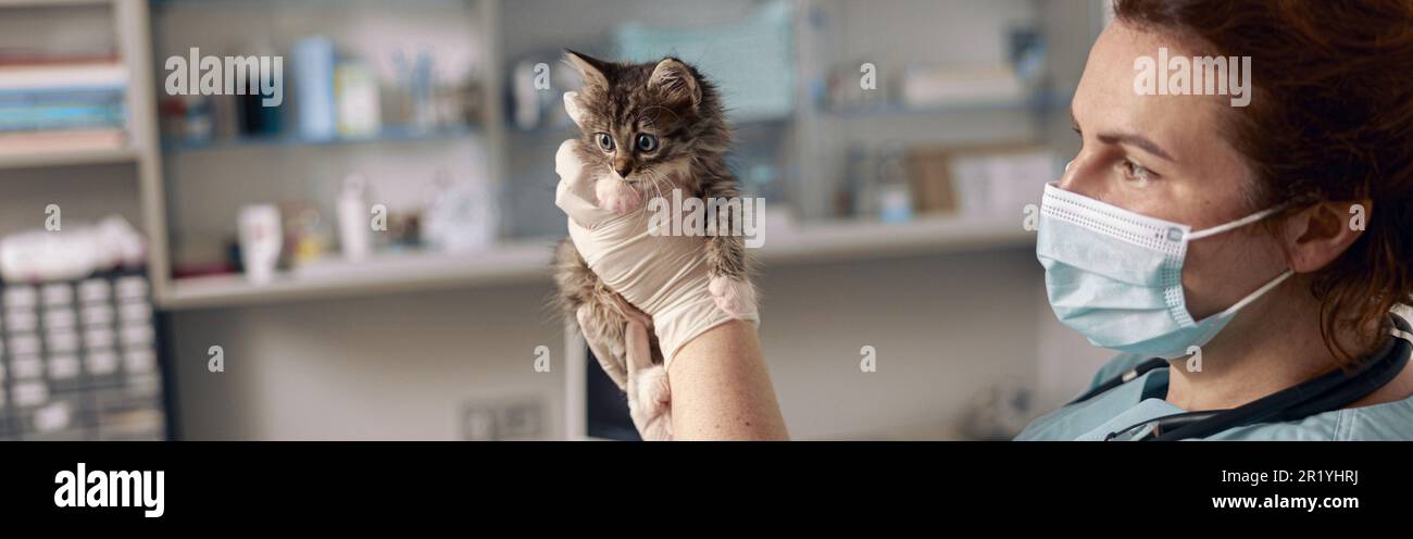 Veterinarian with medical mask holds cute little tabby kitten at appointment in clinic Stock Photo