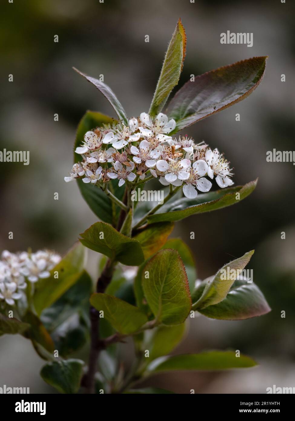Closeup of flowers of Aronia × prunifolia 'Viking' in a garden in Spring Stock Photo