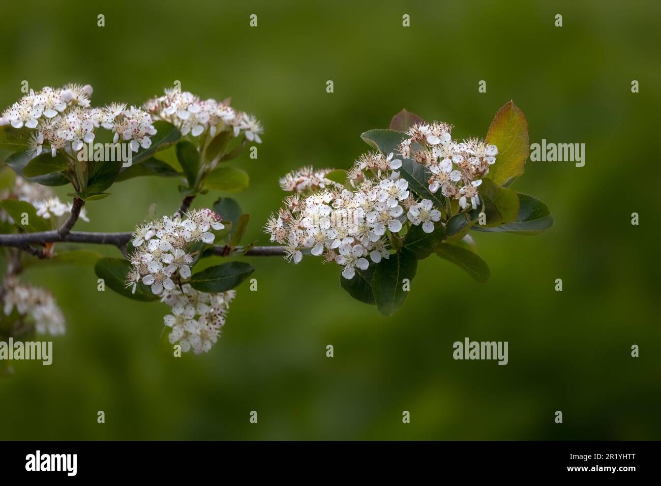 Closeup of flowers of Aronia × prunifolia 'Viking' in a garden in Spring Stock Photo