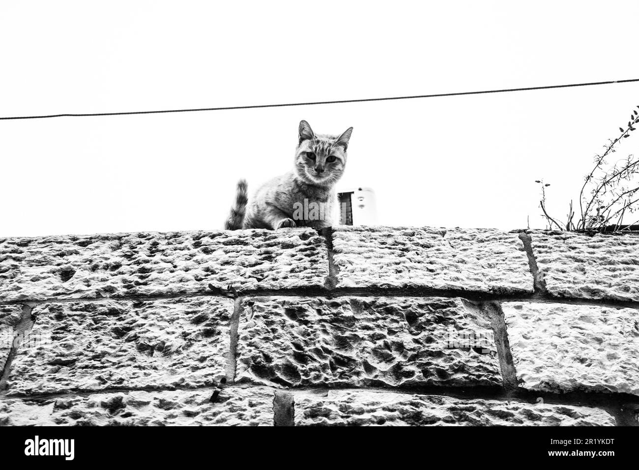 A grayscale shot of a tabby cat atop a brick wall Stock Photo - Alamy