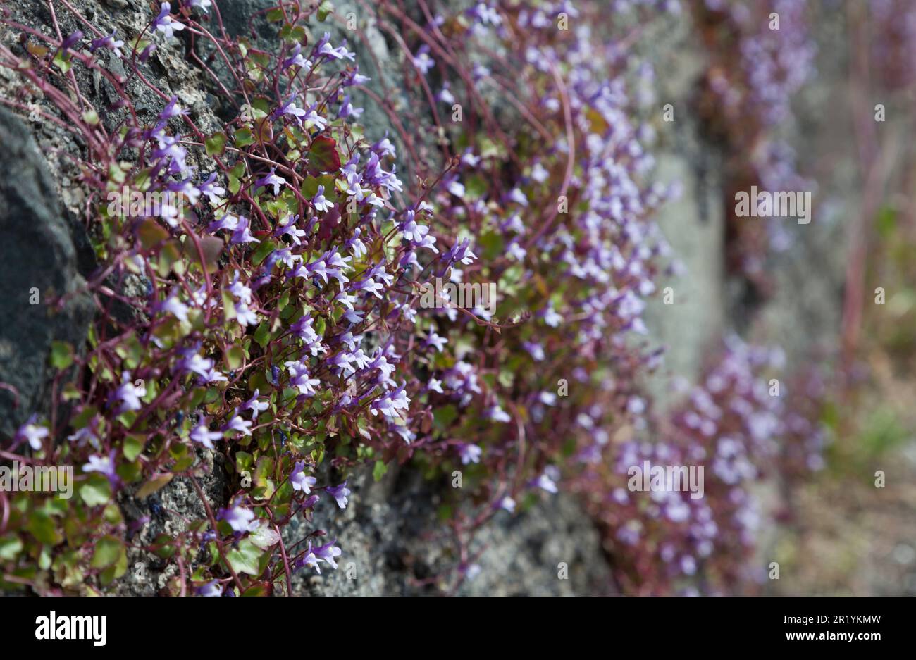 Linaria cymbalaria - Ivy leaved toadflax growing on a stone wall. Stock Photo