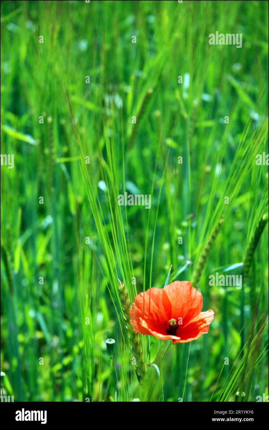 Poppy in grass hi-res stock photography and images - Alamy