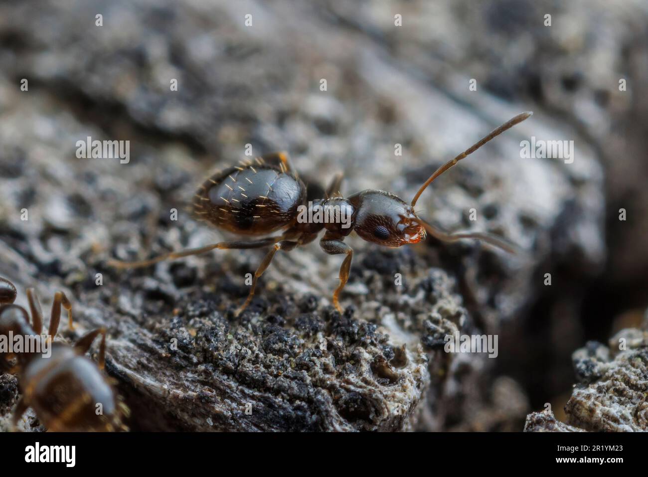 Dark Rover Ant Dark Rover Ant (Brachymyrmex patagonicus Stock Photo - Alamy