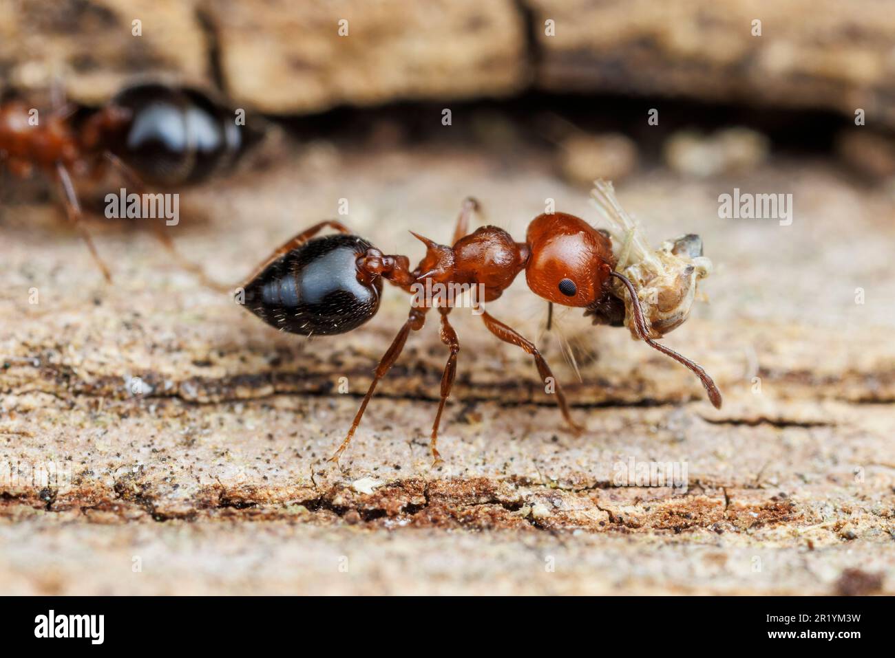Acrobat Ant (Crematogaster laeviuscula) Stock Photo