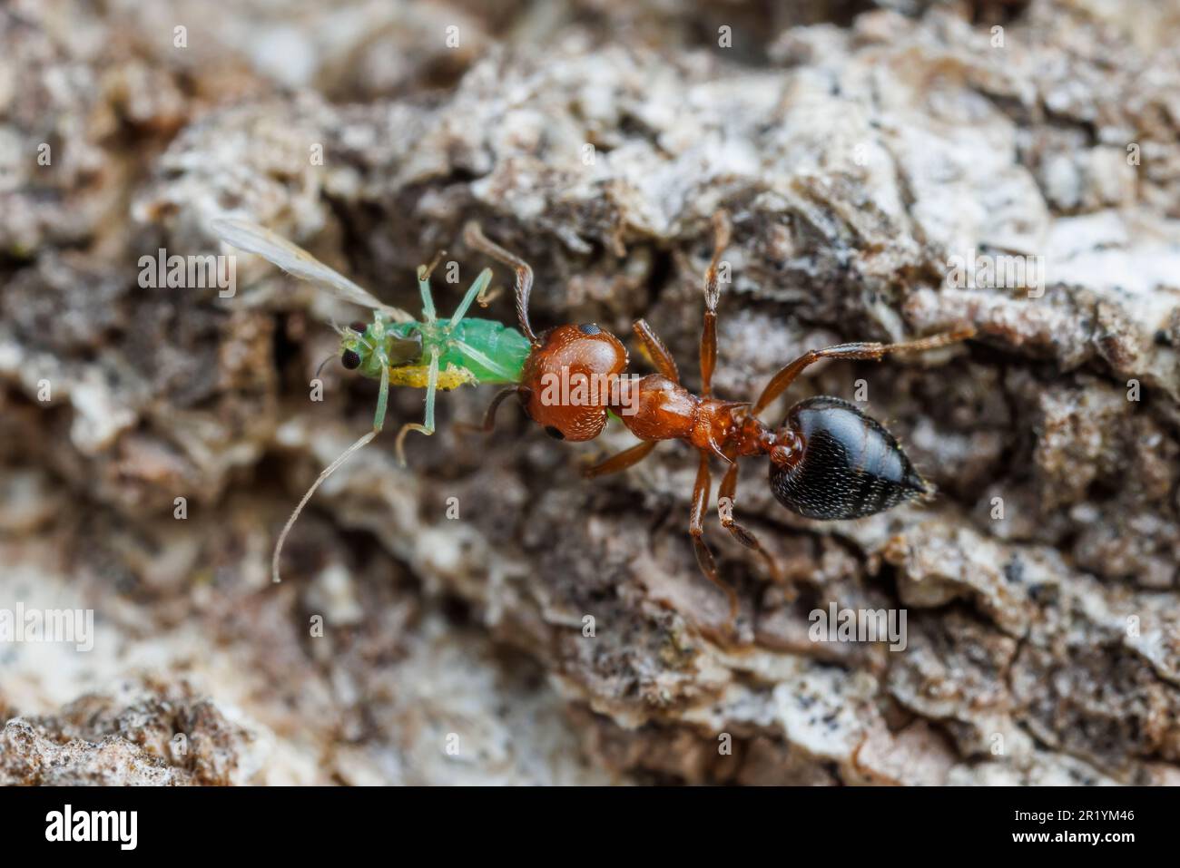 Acrobat Ant (Crematogaster laeviuscula) Stock Photo