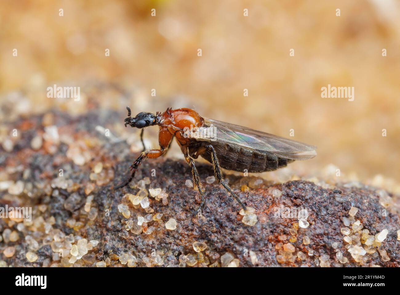 March Fly (Dilophus tibialis) - Female Stock Photo