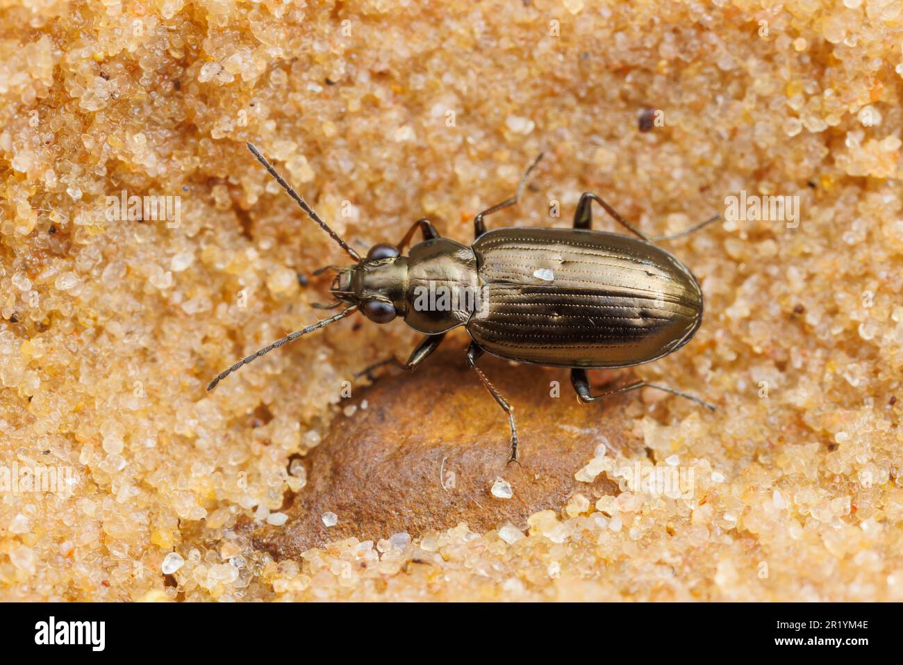 Ground Beetle (Bembidion americanum) Stock Photo