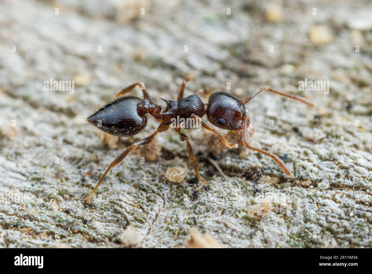 Acrobat Ant (Crematogaster sp.) Stock Photo