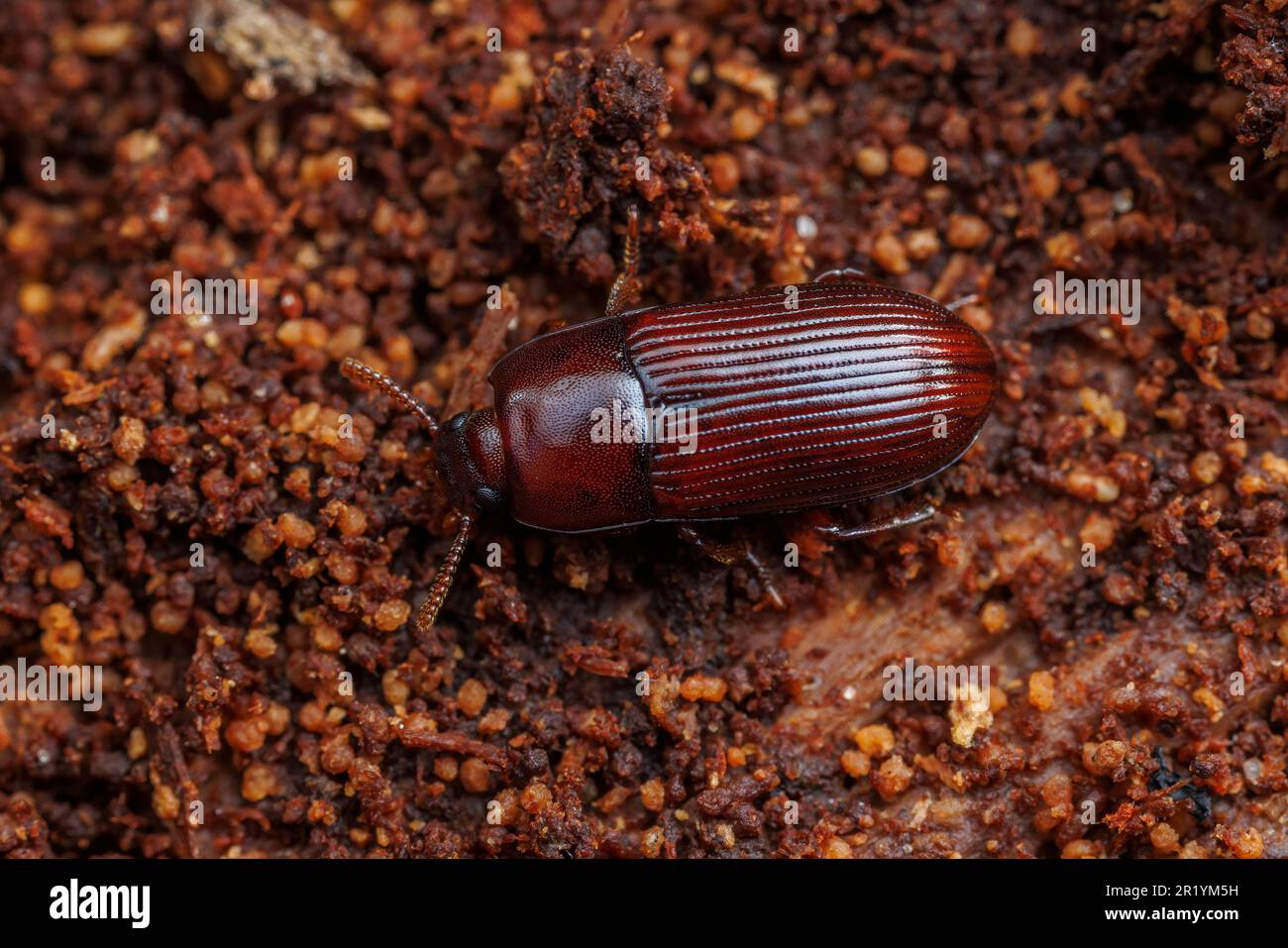 Darklling Beetle (Uloma sp.) Stock Photo