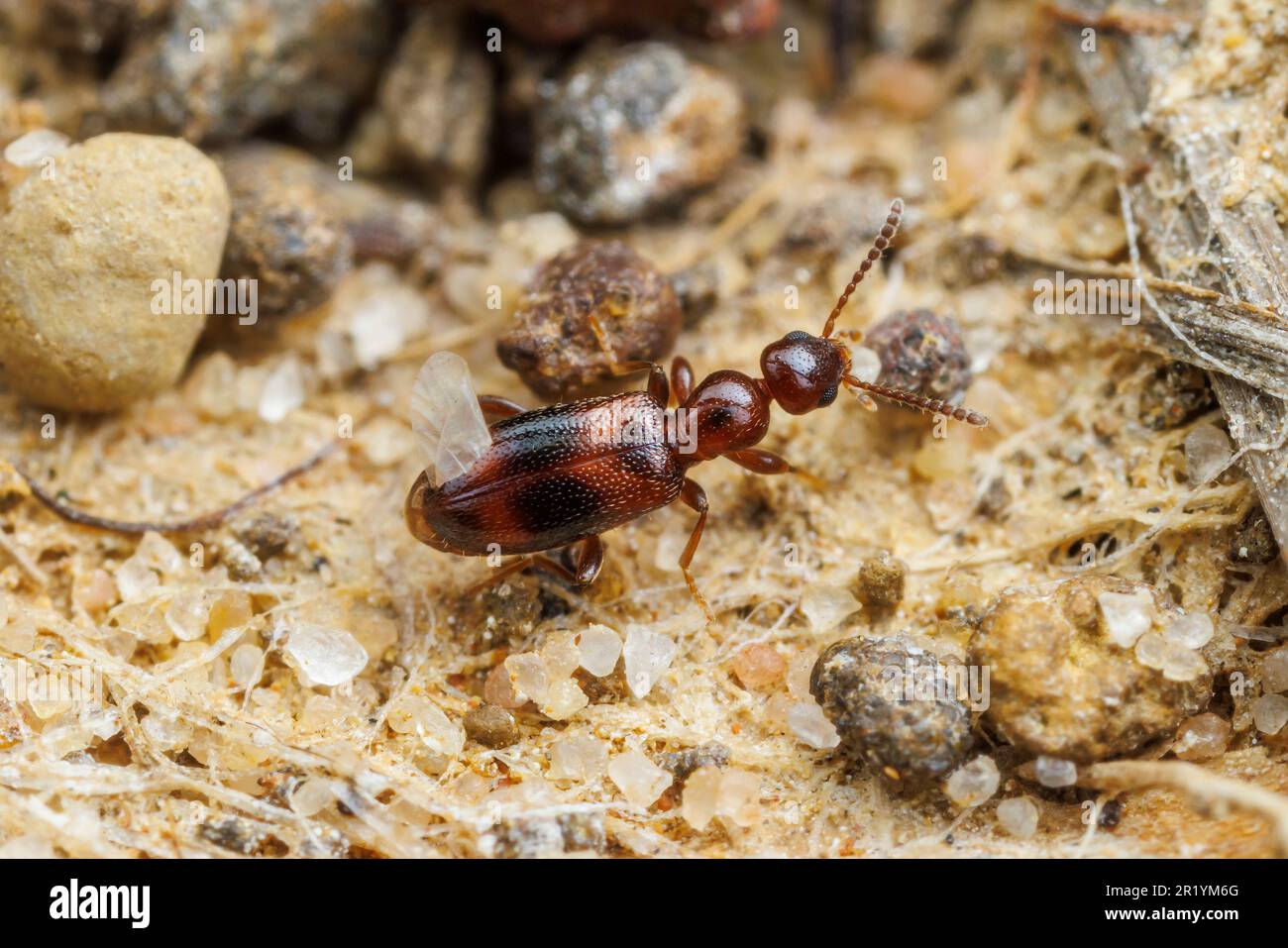 Ant-like Flower Beetle (Vacusus vicinus) Stock Photo