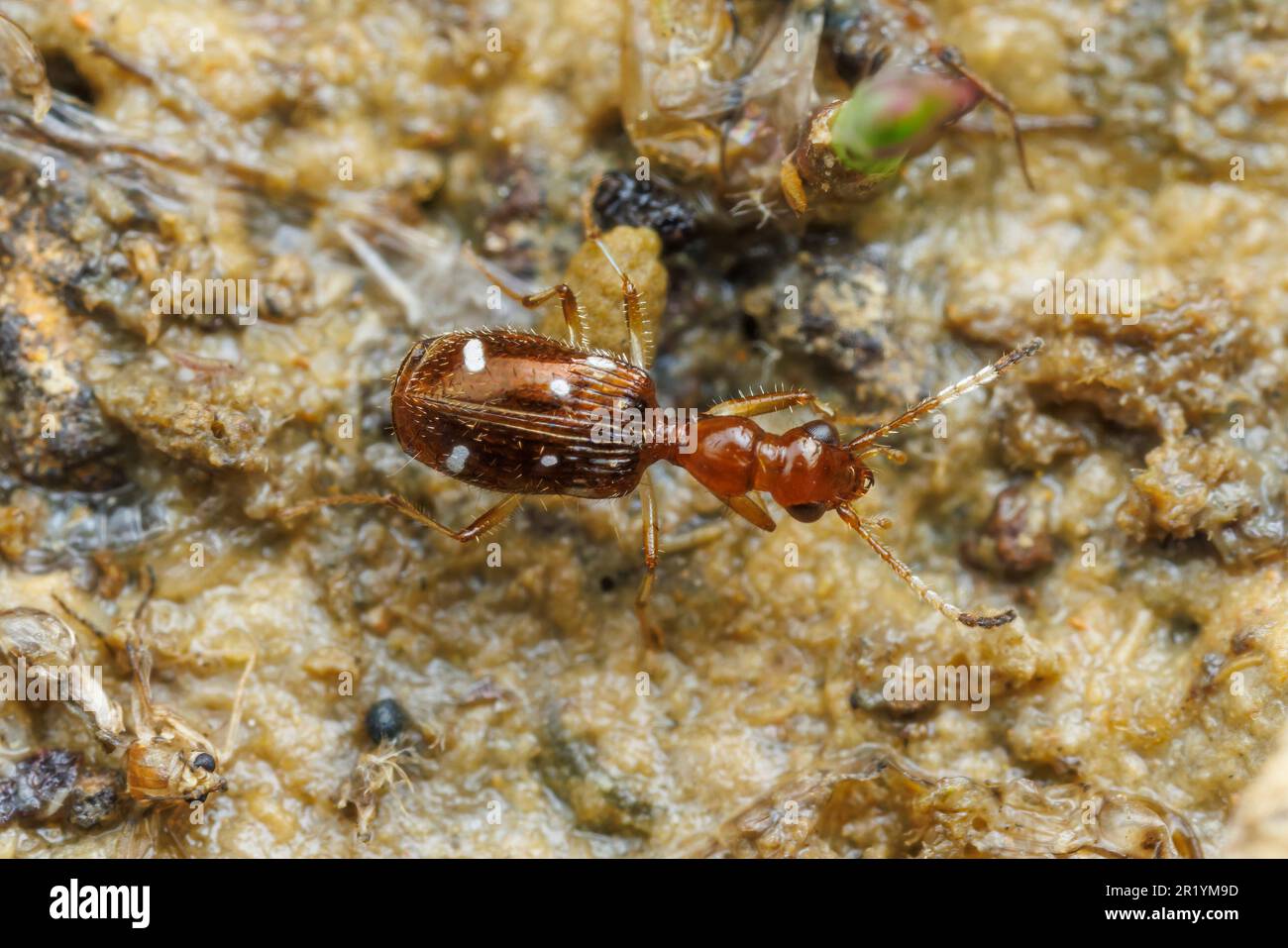 Ground Beetle (Ega sallei) Stock Photo