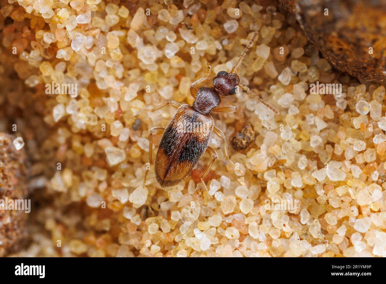 Ant-like Flower Beetle (Anthicus ephippium) Stock Photo