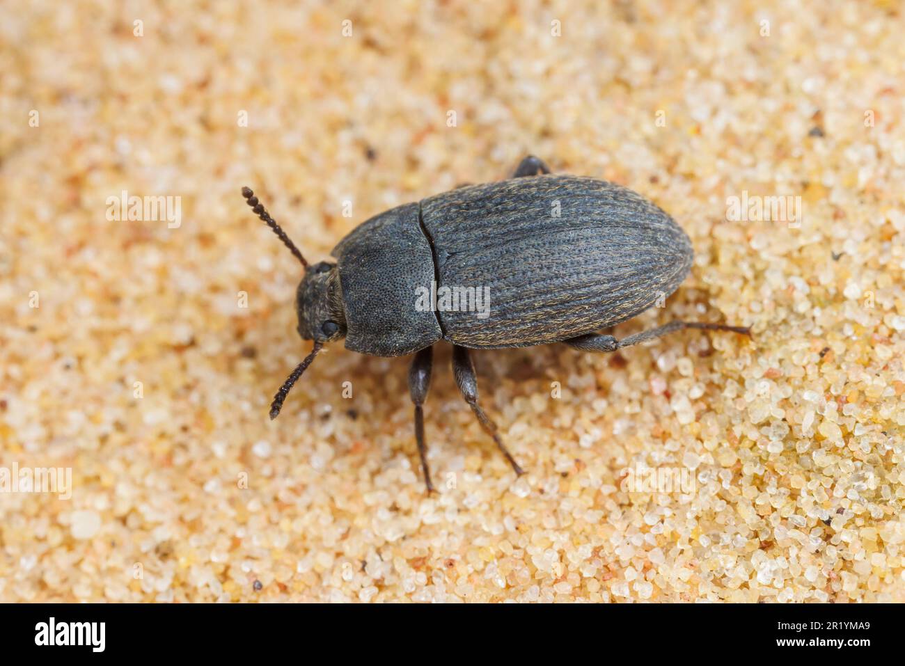 Darkling Beetle (Blapstinus fortis) Stock Photo