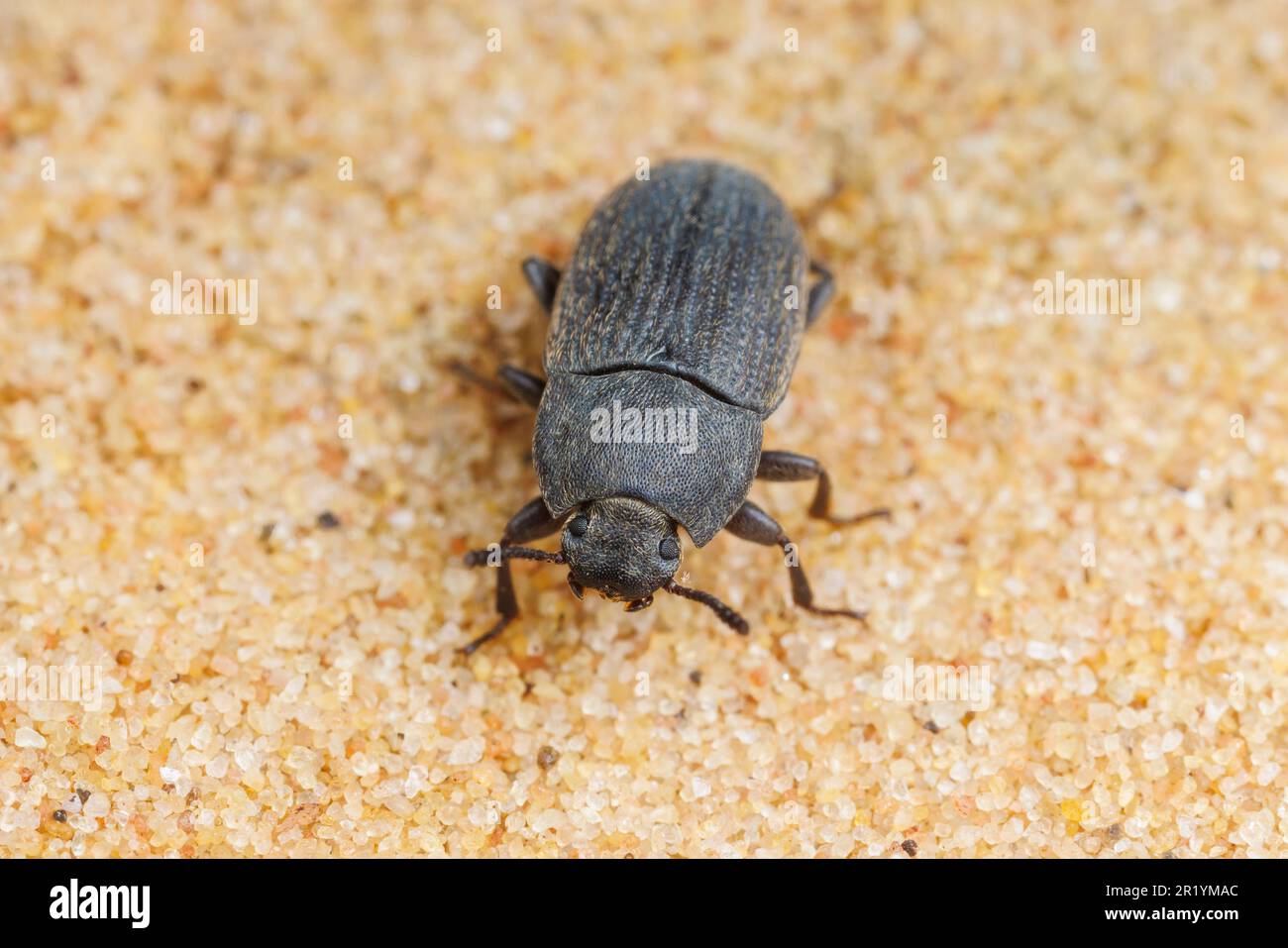 Darkling Beetle (Blapstinus fortis) Stock Photo