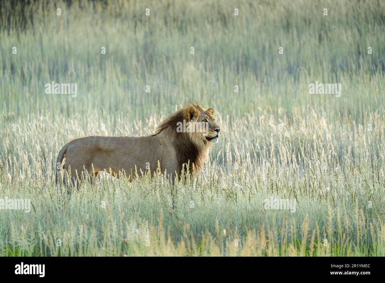 Lion in grass walking, black mane lion, side view. Kalahari, Kgalagadi Transfrontier Park, South Africa Stock Photo