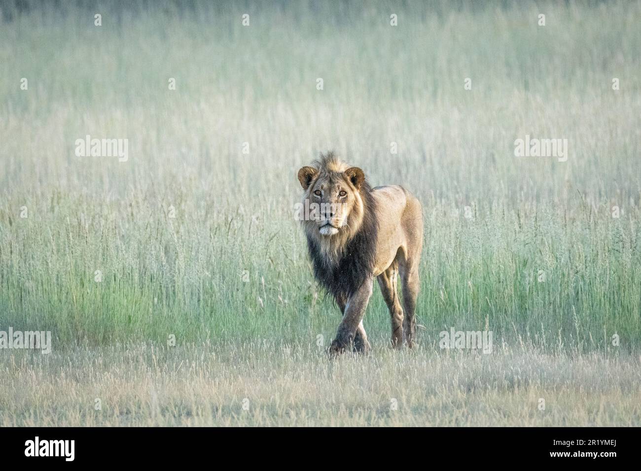 Lion walking in grass, black-maned lion, Kalahari, Kgalagadi Transfrontier Park, South Africa Stock Photo