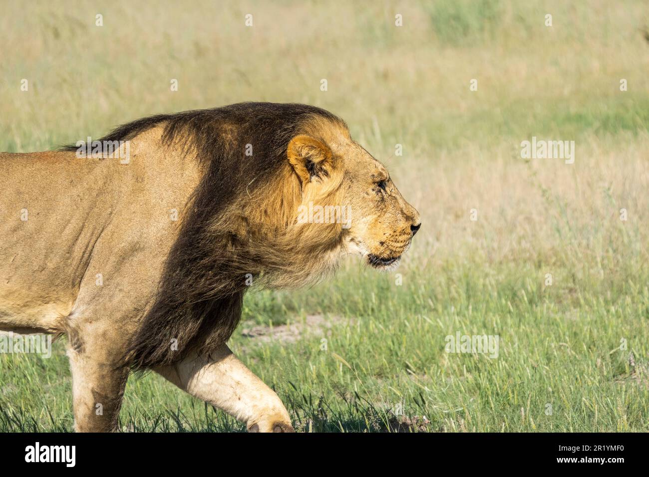 Lion in grass, black-maned lion, wind blows mane. Portrait. Kalahari, Kgalagadi Transfrontier Park, South Africa Stock Photo