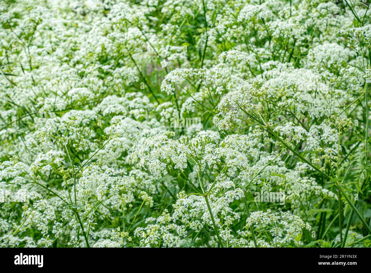 Cow parsley growing in The UK Stock Photo Alamy