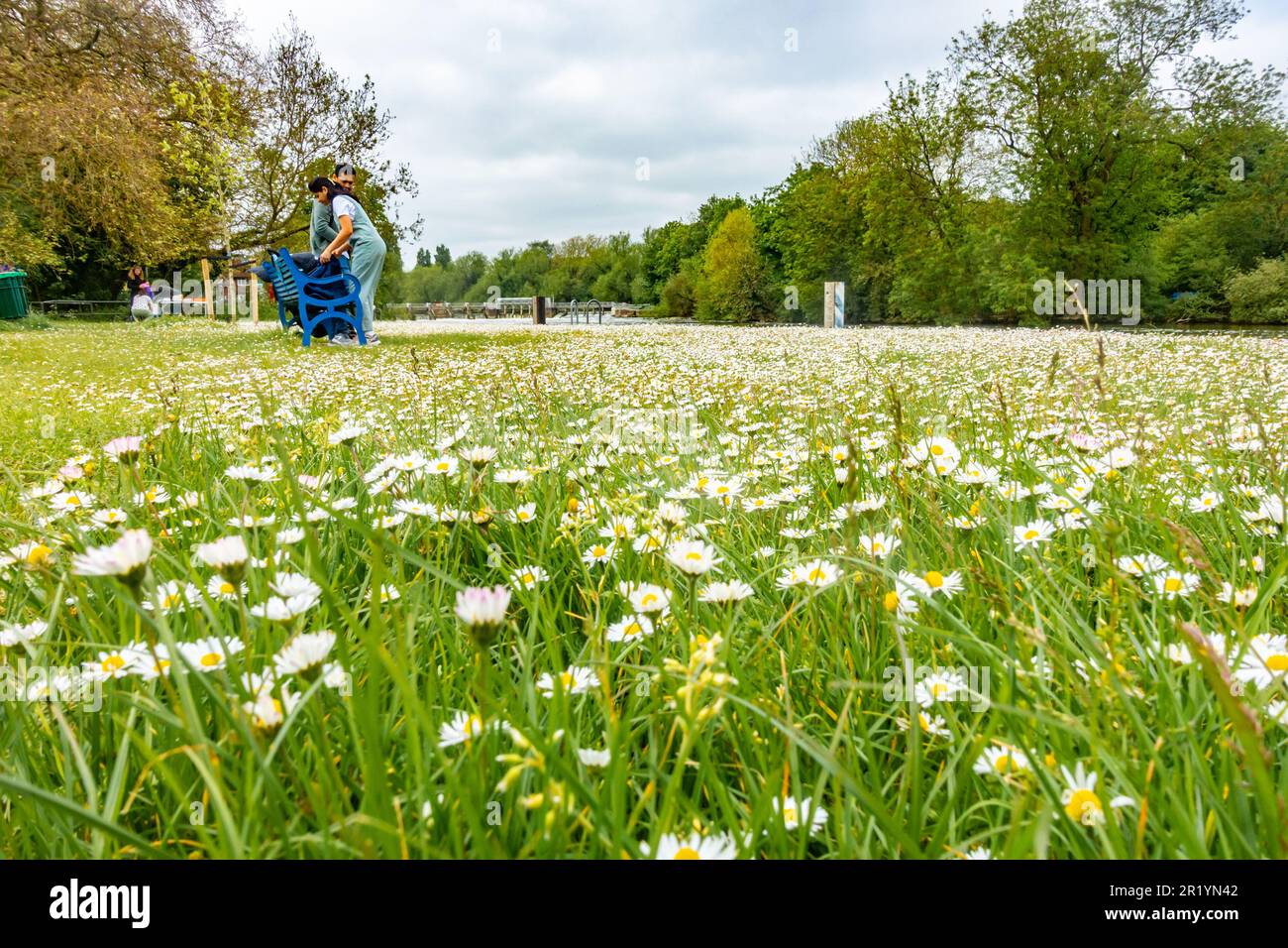 Daisies flowering in Kings Meadow park next to The River Thames at Reading in Berkshire, UK Stock Photo