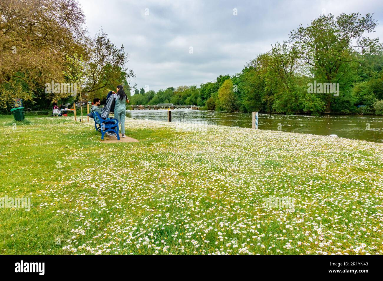 Daisies flowering in Kings Meadow park next to The River Thames at Reading in Berkshire, UK Stock Photo